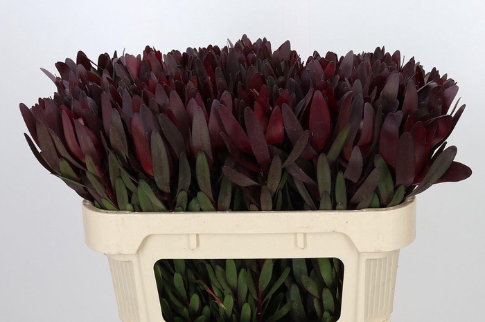 <h4>LEUCADENDRON  'SAFARI SUNSET'</h4>