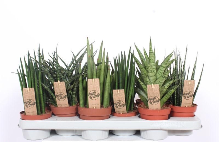 <h4>Sansevieria Luxe mix</h4>