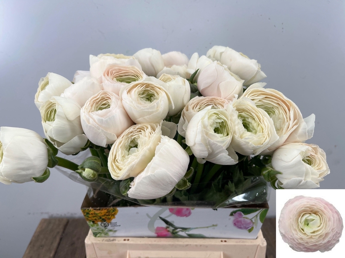 <h4>RAN SU HANOI</h4>