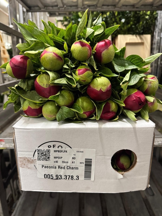 <h4>Paeonia 'Red Charm'</h4>