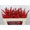Ilex Rood