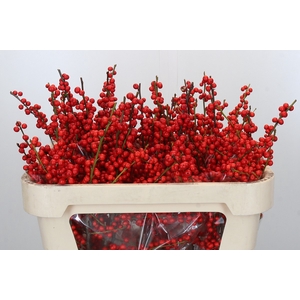 Ilex Rood