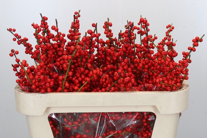 <h4>Ilex Rood</h4>