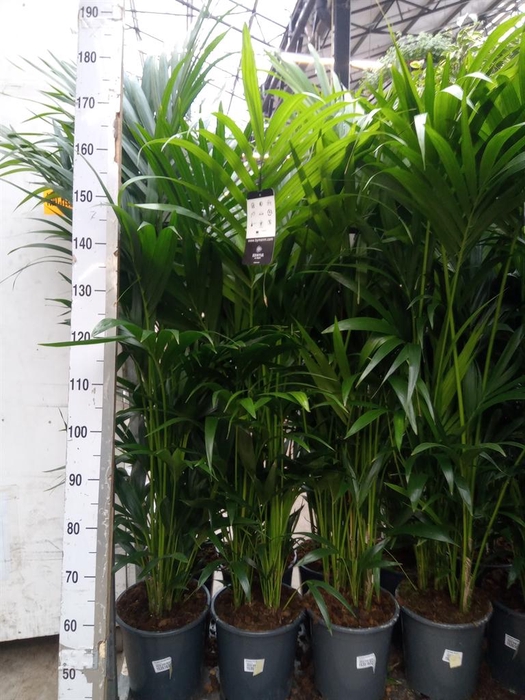 <h4>Howea forsteriana</h4>