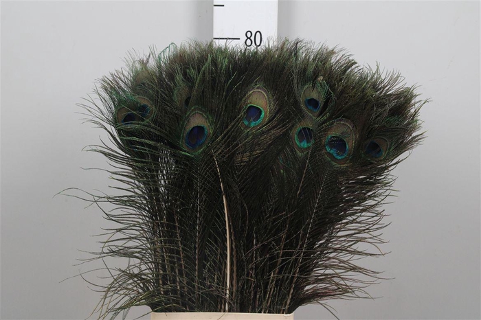 <h4>Pauwenveren H%</h4>