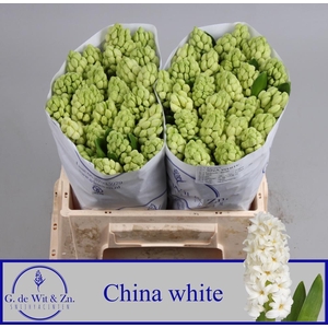 HYAC CHINA WHITE