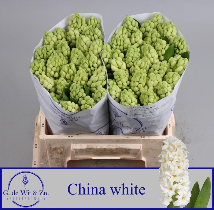 <h4>HYAC CHINA WHITE</h4>