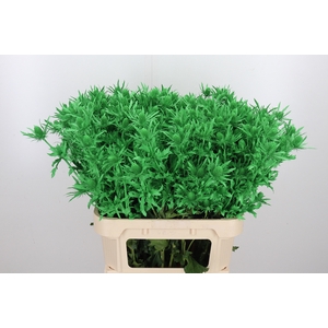 Eryn Orion Kl Bh Groen