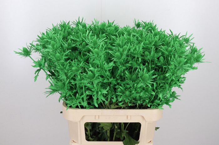 <h4>Eryn Orion Kl Bh Groen</h4>