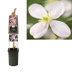 Clematis montana 'Fragrant Spring' +3.0 label