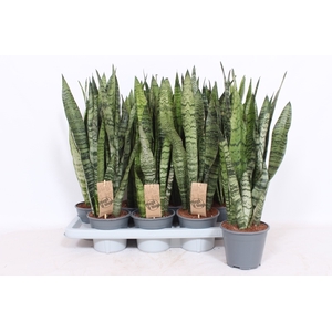 Sansevieria zeylanica