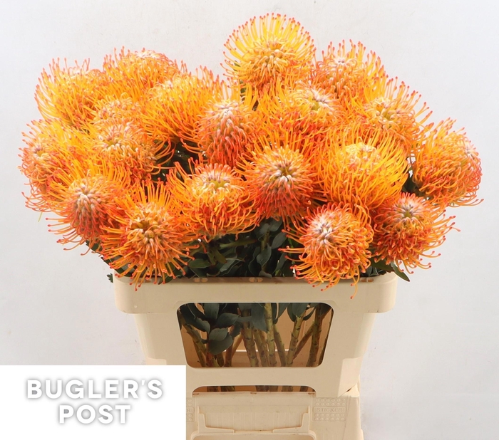 <h4>LEUCO AYOBA SUN</h4>