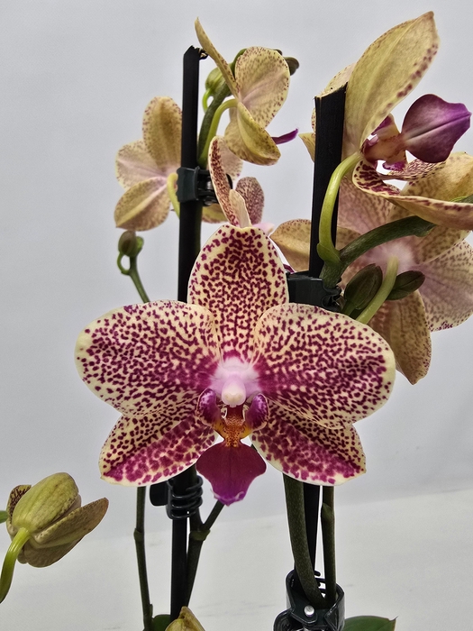 <h4>Limited 30 week9</h4>