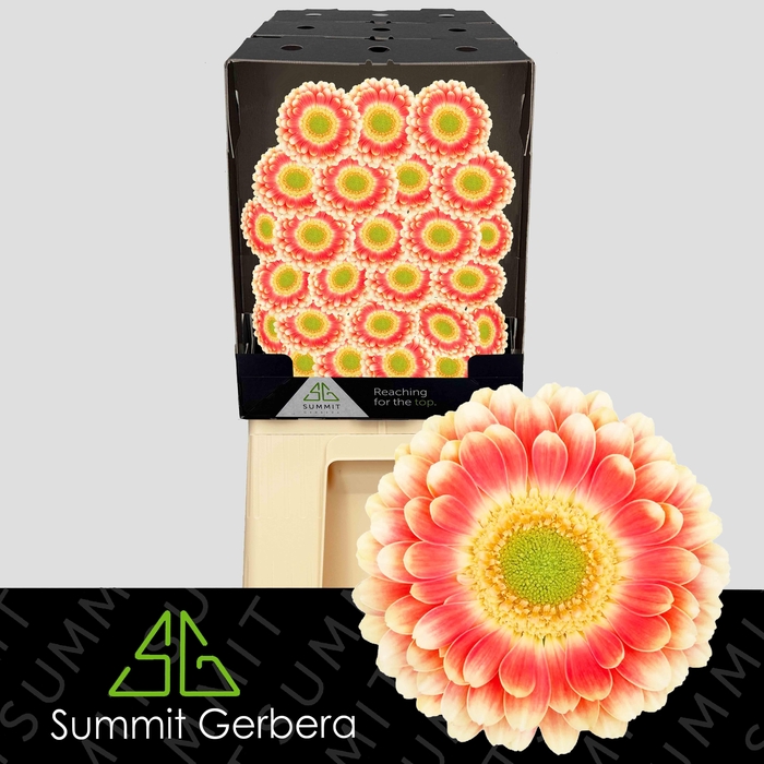 <h4>Germini Tompouce Diamond</h4>