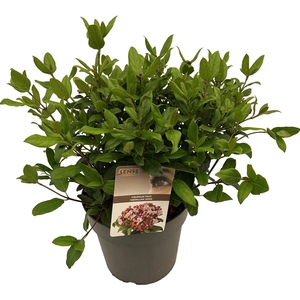 Viburnum tinus 'Gwenllian' sense