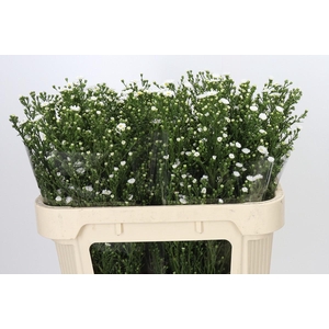 Aster Paquita