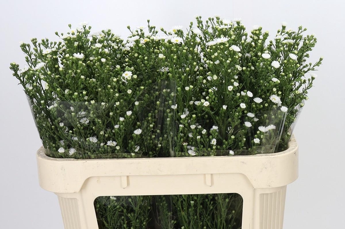 <h4>Aster Paquita</h4>
