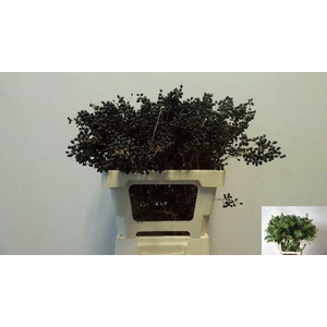 LIGU OVA WINTE JEWEL