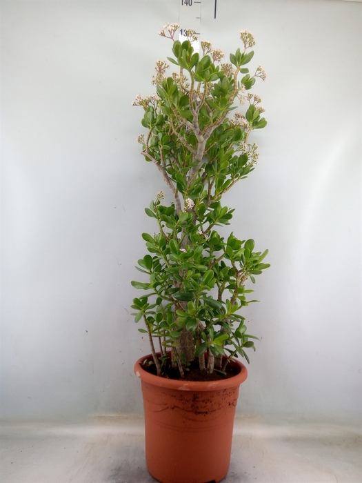 <h4>Crassula ovata</h4>