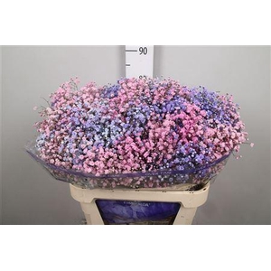 Gyps Rb Light Pink Light Purple