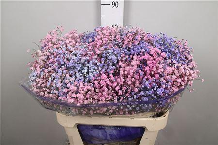 <h4>Gyps Rb Light Pink Light Purple</h4>