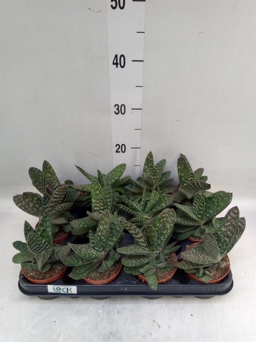 <h4>Gasteria  'Amour'</h4>
