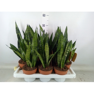 Sansevieria zeylanica