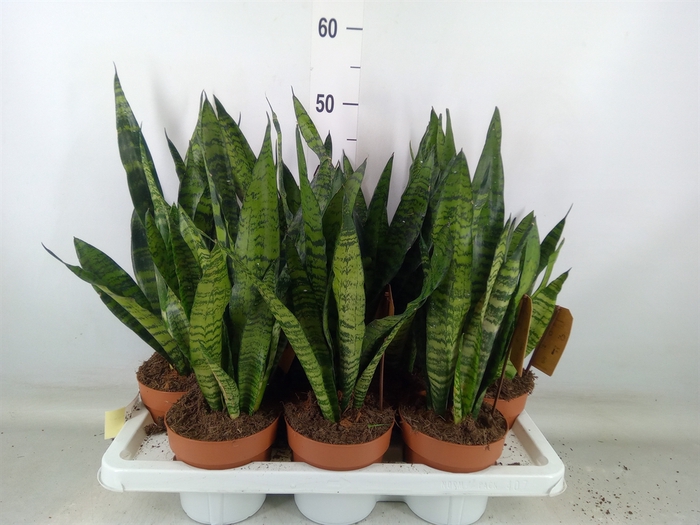<h4>Sansevieria zeylanica</h4>