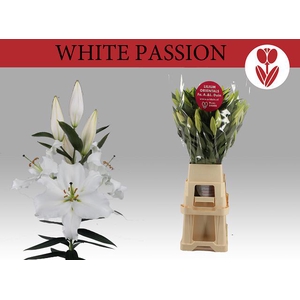 LI OR WHITE PASSION