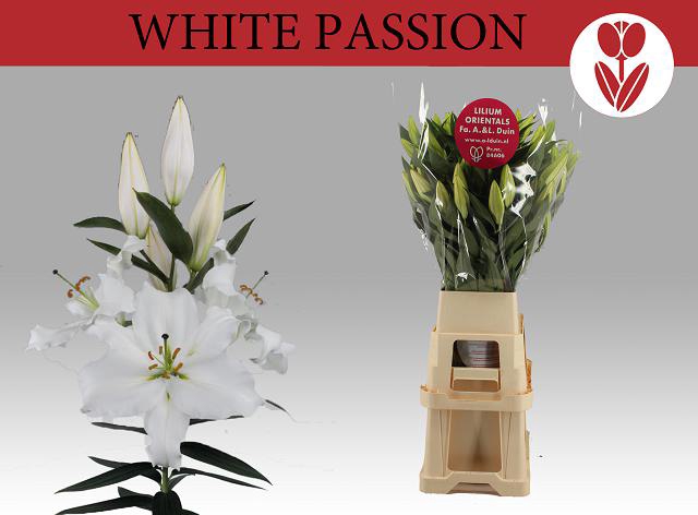 LI OR WHITE PASSION