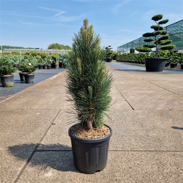 <h4>Pinus nigra 'Green Tower'</h4>