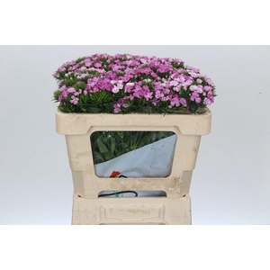 Dianthus Br Amazon Rose Magic