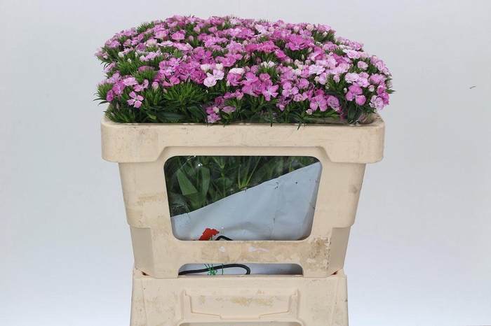 <h4>Dianthus Br Amazon Rose Magic</h4>