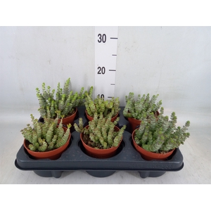 Crassula marnieriana
