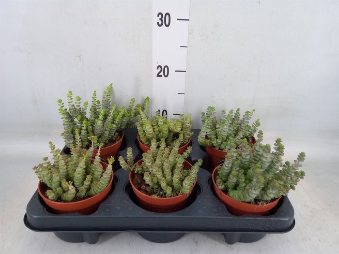 <h4>Crassula marnieriana</h4>
