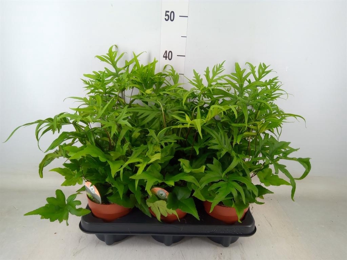 <h4>Doryopteris pedata</h4>