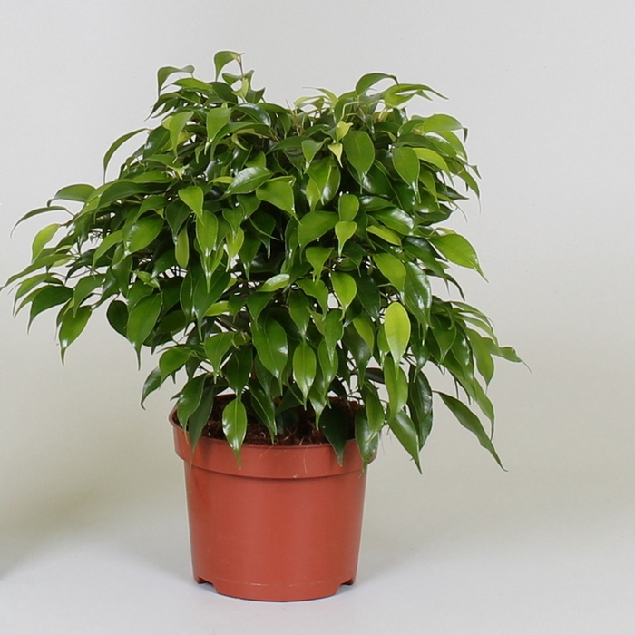 <h4>Ficus Green Kinky</h4>