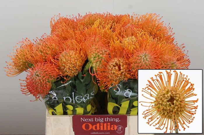 <h4>LEUCO QUEEN JULIANA</h4>