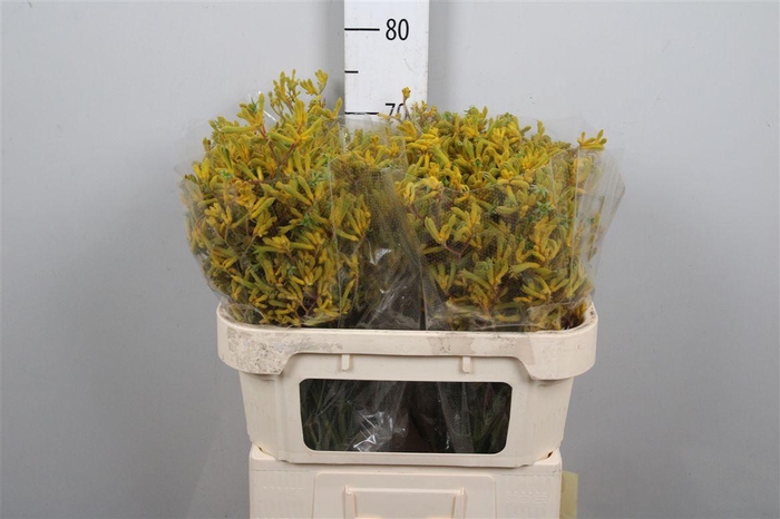 <h4>Anigoz Yellow Gem</h4>
