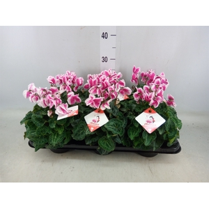 Cyclamen MD 'Premium Abanico'