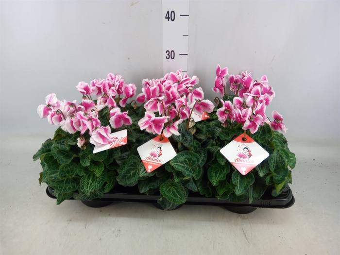 <h4>Cyclamen MD 'Premium Abanico'</h4>