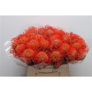 LEUCOSPERMUM CORD. 'SUCCESSION'