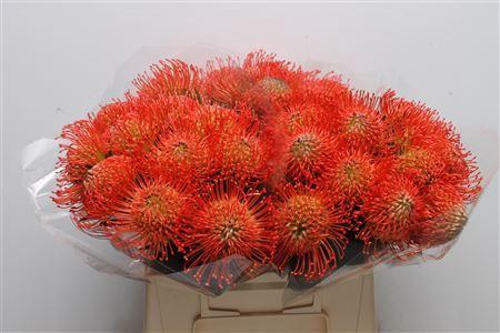 <h4>LEUCOSPERMUM CORD. 'SUCCESSION'</h4>
