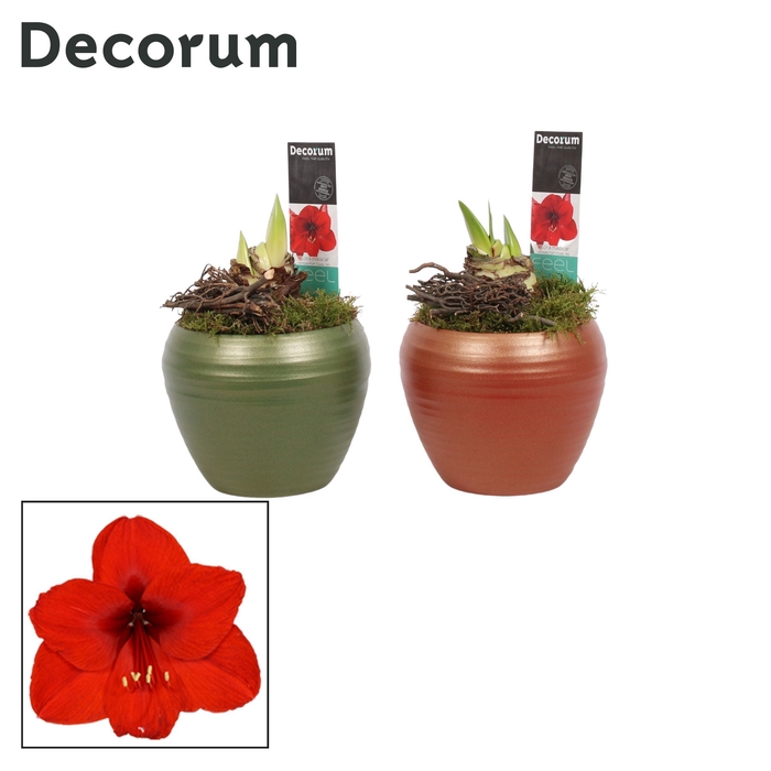 Amaryllis Rood 2 Knop in Melanie HERFST (Decorum)