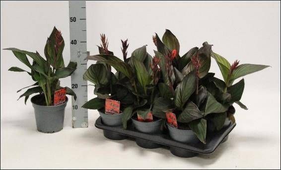 <h4>CANNA ISLAND S GEM</h4>