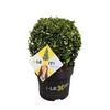 Ilex crenata Dark Green