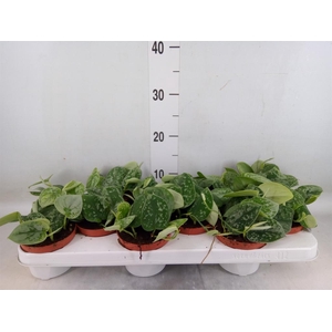 Scindapsus pictus 'Silvery Ann'