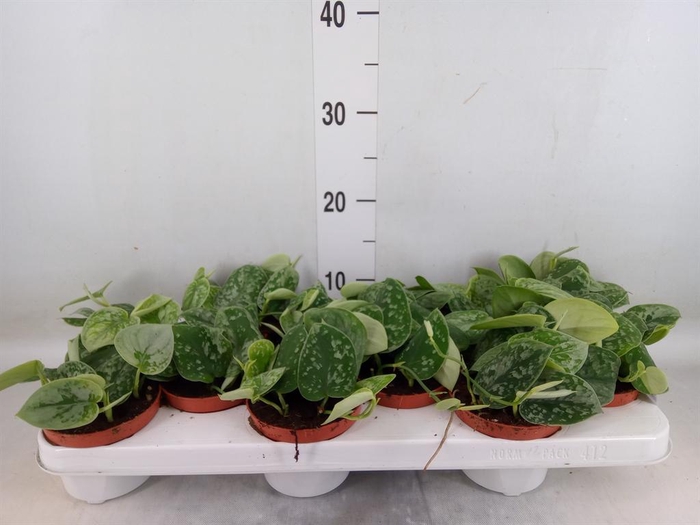 <h4>Scindapsus pictus 'Silvery Ann'</h4>