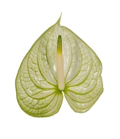 <h4>Anth A Extase</h4>