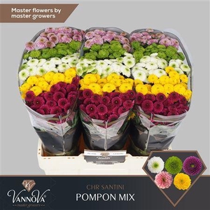 Chr S Pompon Mixed